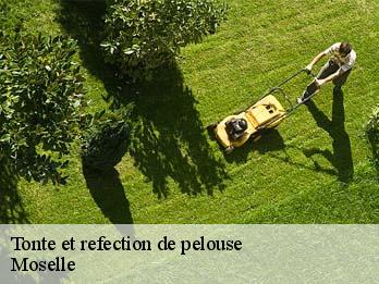 Tonte et refection de pelouse