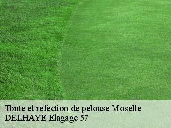 Tonte et refection de pelouse Moselle 