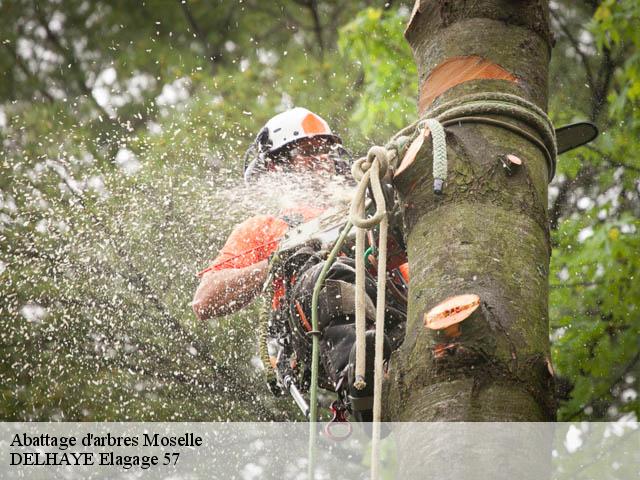Abattage d'arbres 57 Moselle  DELHAYE Elagage 57