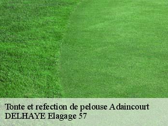 Tonte et refection de pelouse  57580