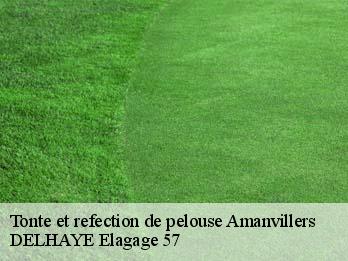 Tonte et refection de pelouse  57111