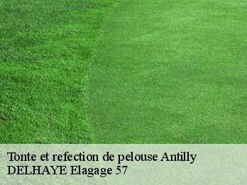 Tonte et refection de pelouse  57640