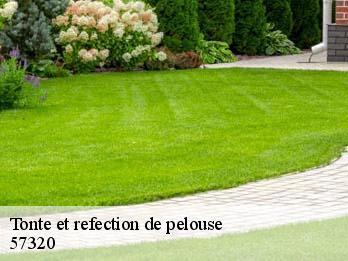 Tonte et refection de pelouse  57320