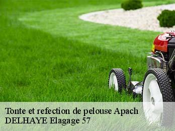 Tonte et refection de pelouse