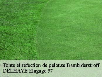 Tonte et refection de pelouse 57690