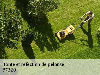 Tonte et refection de pelouse