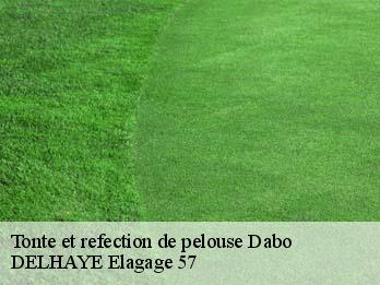 Tonte et refection de pelouse  57850