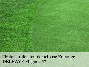 Tonte et refection de pelouse  57330