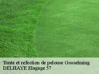 Tonte et refection de pelouse  57930