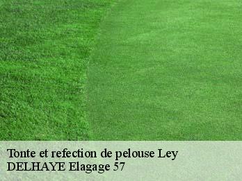Tonte et refection de pelouse 57810