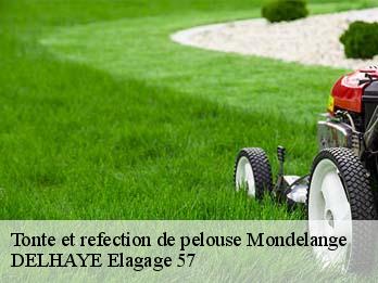 Tonte et refection de pelouse