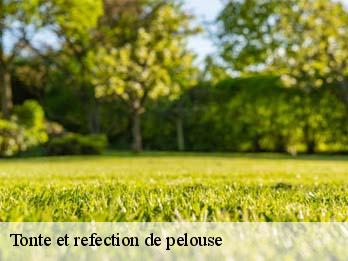 Tonte et refection de pelouse