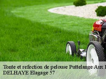 Tonte et refection de pelouse