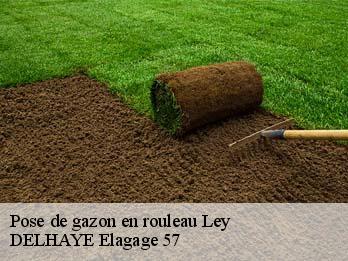 Pose de gazon en rouleau 57810