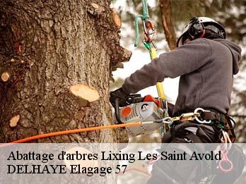 Abattage d'arbres 57660