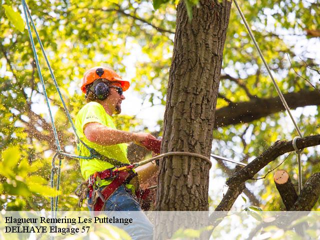 Elagueur remering-les-puttelange-57510 DELHAYE Elagage 57
